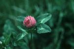 Trifolium Pretense Extract